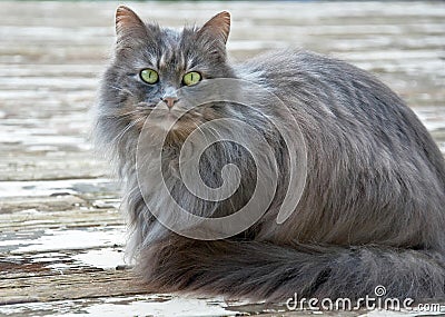 Long Haired Gray Cat