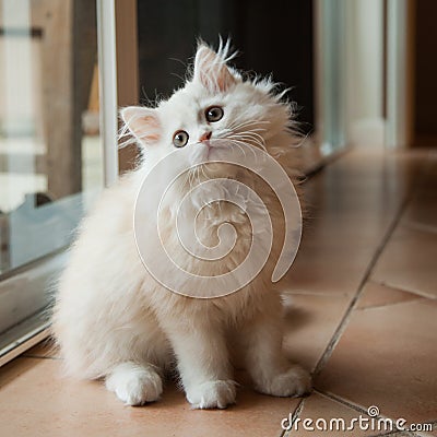 Long-haired White Kitten Looking Up