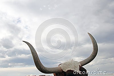 Long Horn Bull Cloudy Sky, grab bull by horns