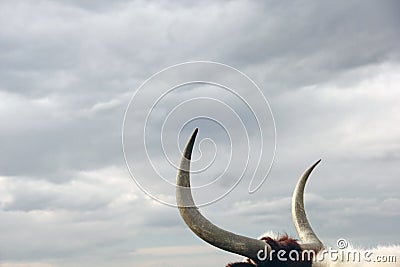 Long Horn Bull looking to Cloudy Sky, grab bull by horns