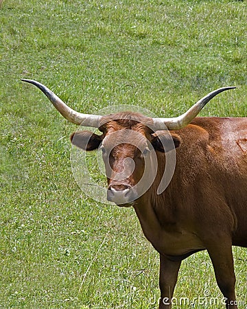 long-horn-cow-2812837.jpg