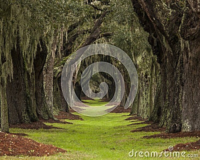 Long path through oaks to unknown destination