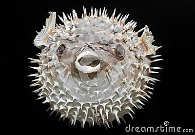 Long-spine porcupinefish - Diodon holocanthus.