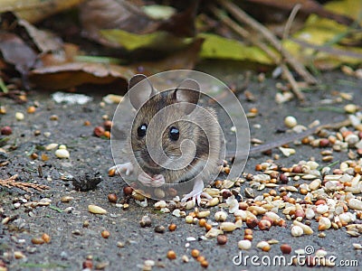 Long Tailed Field Mouse (Wood mouse)