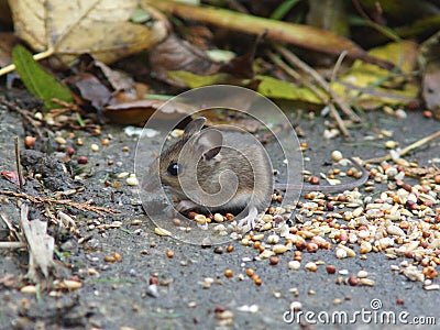 Long Tailed Field Mouse (Wood mouse)