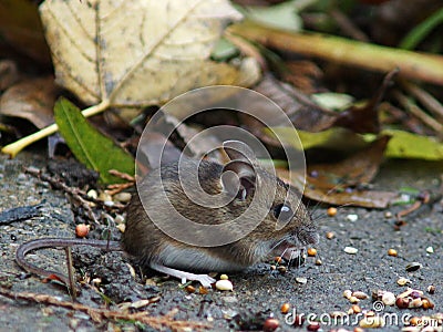 Long Tailed Field Mouse (Wood mouse)