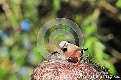 Long-tailed finch standing in man hair