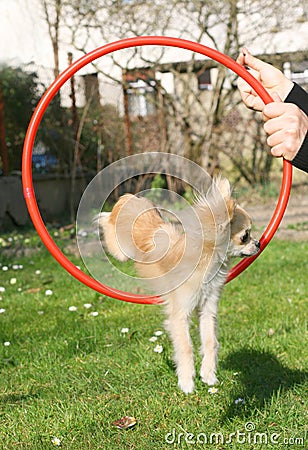 Longhair chihuahua training