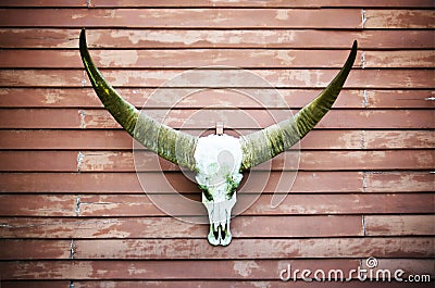 Longhorn buffalo skull