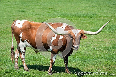 A longhorn bull