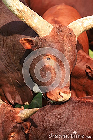 Longhorn Cattle Steer