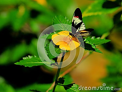 Longwing piano key butterfly drinking from flower