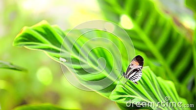 Longwing piano key butterfly on large green leaf