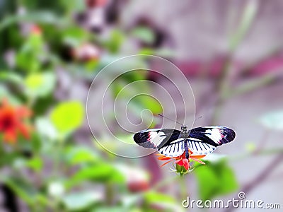 Longwing piano key butterfly on Mexican flower