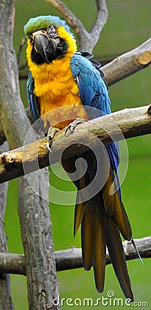 Look at the birds - colorful parrot