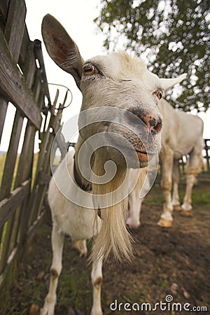 Look of crazy white goat