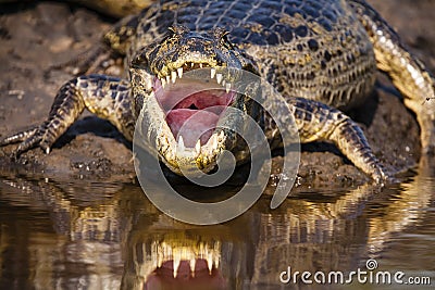 A Look Down A Caiman s Mouth and Throat