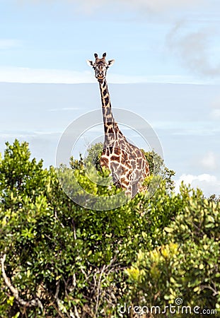 Looking giraffe