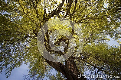 Looking up tree with branches