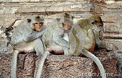 Lop Buri, Thailand: Three Monkeys