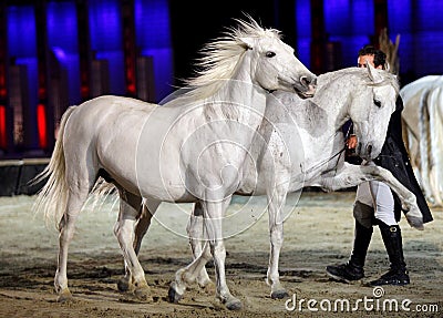 Lorenzo & beautiful horses performs at Bahrain