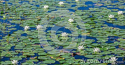 A lot of lily pads on a lake