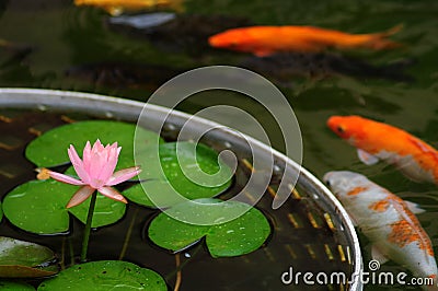 Lotus in fish pond