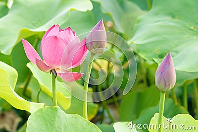 Lotus flower and bud