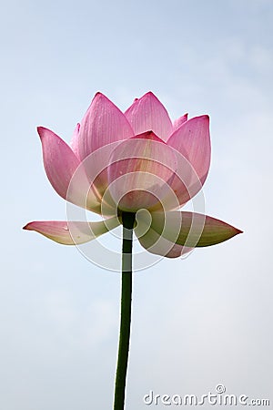 Lotus flower under blue sky