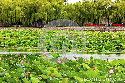 Lotus Garden Summer Palace Beijing China