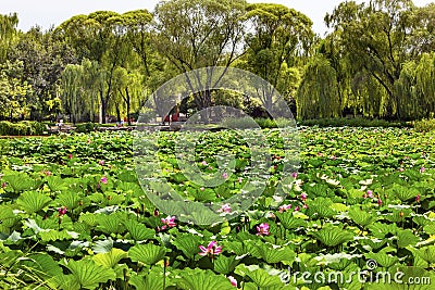 Lotus Garden Summer Palace Beijing, China