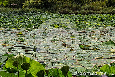 Lotus green area pond