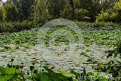 Lotus green area pond