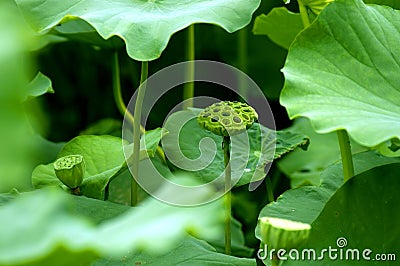 Lotus pod