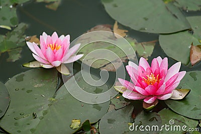 Lotus water lily flower