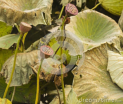 Lotus and withered lotus plants