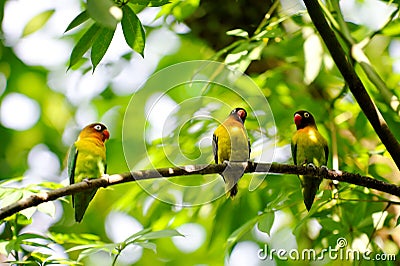 Love birds perched on a tree branch