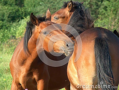 Love between horses