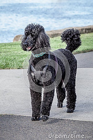 Lovely Black Standard Poodle Walking on Path