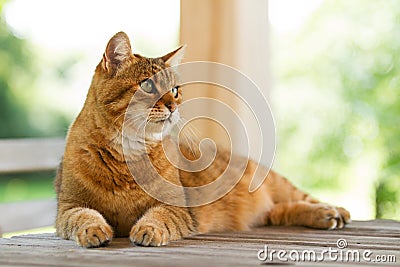 Lovely red cat on wooden table