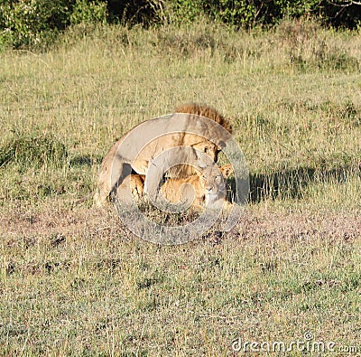 Loving Lion Couple in kenya