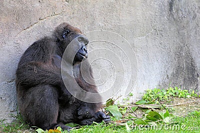 Lowland gorilla sleeping