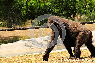 Lowland gorilla taking walk