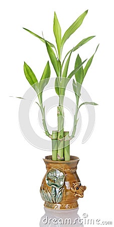 Lucky Bamboo Plant In Ceramic Pot