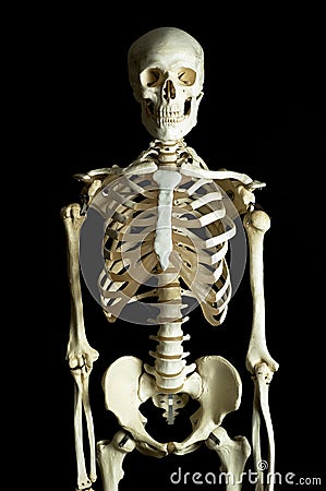 ludzki-szkielet-81656.jpg