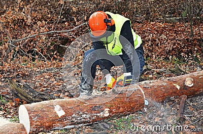 Lumberjack doing his work