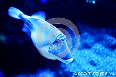 Luminous blue fish swimming underwater