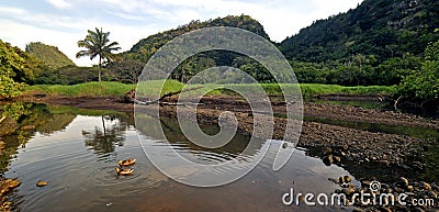 Lush Tropical River and Mountains