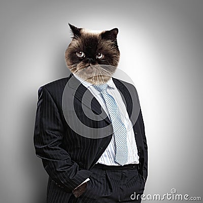 Lustige flaumige Katze in einem Anzug