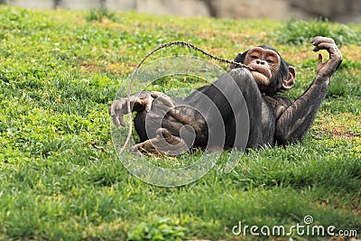 Lying dwarf chimpanzee